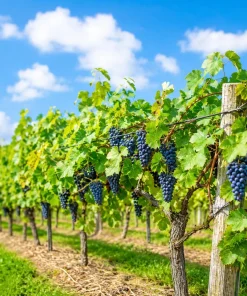 Concord Grape Vine Live Plant - 28-36