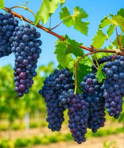 Concord Grape Vine Live Plant - 28-36