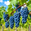 Concord Grape Vine Live Plant - 28-36" Tall - Sweet Edible Purple Fruit for Outdoor Garden - Image 1