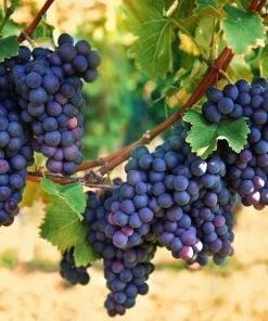 Concord Seedless Grape Vine Live Plant - 1-2 Year Old, Outdoor, Blue Fruit - Image 2