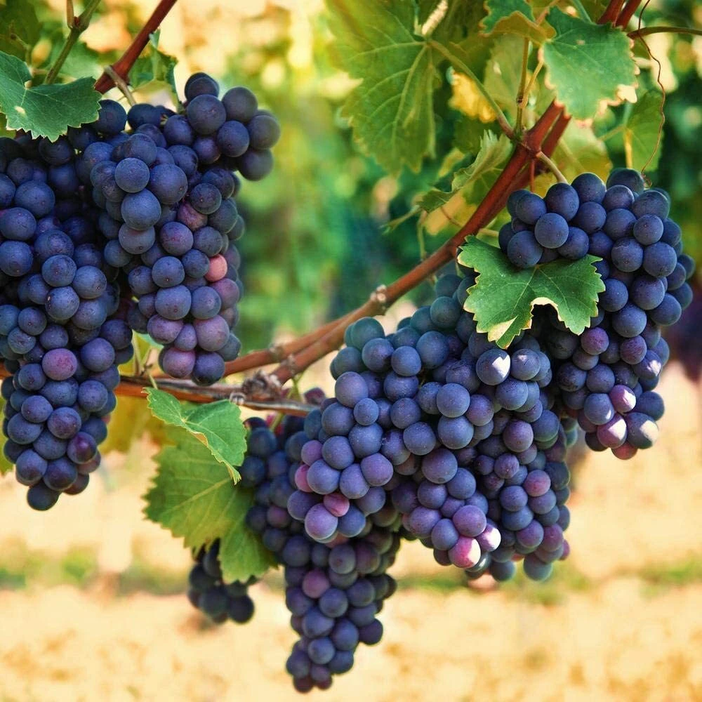 Concord Seedless Grape Vine Live Plant - 1-2 Year Old, Outdoor, Blue Fruit - Image 2
