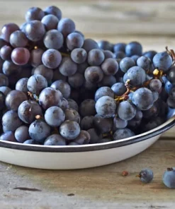 Concord Seedless Grape Vine Live Plant - 1-2 Year Old, Outdoor, Blue Fruit - Image 3