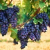 Concord Seedless Grape Vine Live Plant - 1-2 Year Old, Outdoor Fruit Plant - Image 1