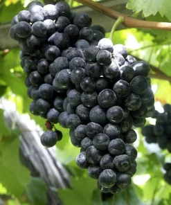 Concord Seedless Grape Vine Live Plant - 1-2 Year Old, Outdoor, Blue Fruit - Image 1