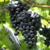 Concord Seedless Grape Vine Plants - Live, 1-2 Year Old, Blue, Outdoor (2-Pack) - Image 1