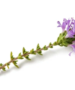 Conehead Thyme Seeds - 40 Count Mediterranean Herb, Purple Flowers, Zone 6-10 - Image 10