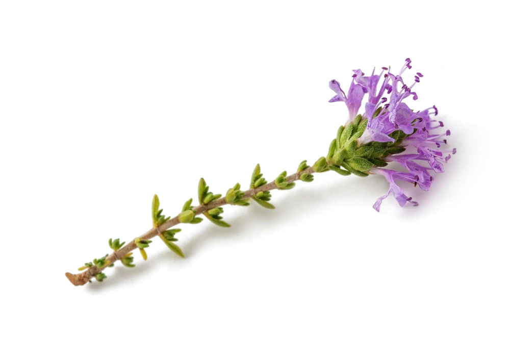 Conehead Thyme Seeds - 40 Count Mediterranean Herb, Purple Flowers, Zone 6-10 - Image 10