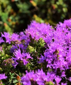 Conehead Thyme Seeds - 40 Count Mediterranean Herb, Purple Flowers, Zone 6-10 - Image 2