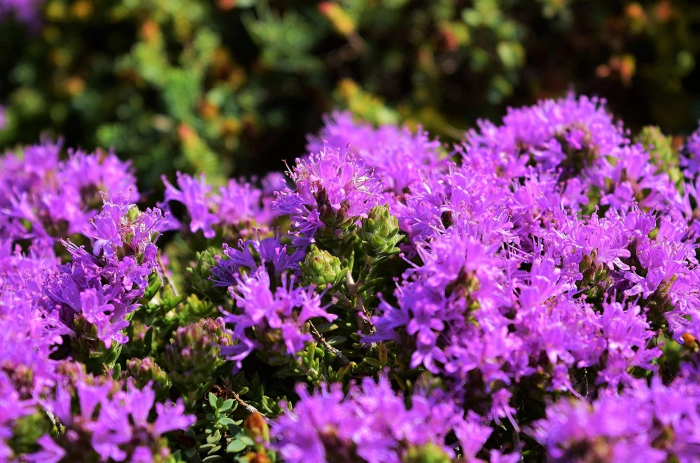 Conehead Thyme Seeds - 40 Count Mediterranean Herb, Purple Flowers, Zone 6-10 - Image 2