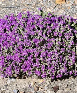 Conehead Thyme Seeds - 40 Count Mediterranean Herb, Purple Flowers, Zone 6-10 - Image 3