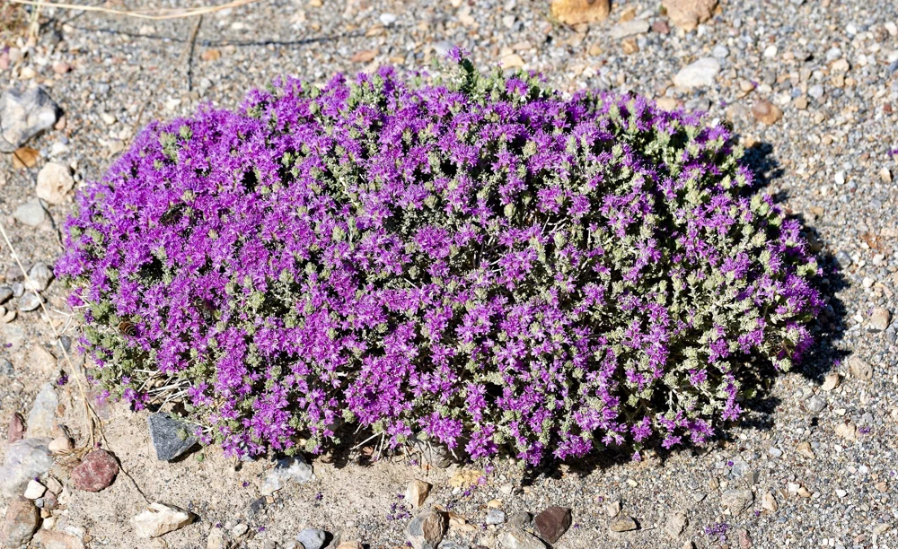 Conehead Thyme Seeds - 40 Count Mediterranean Herb, Purple Flowers, Zone 6-10 - Image 3