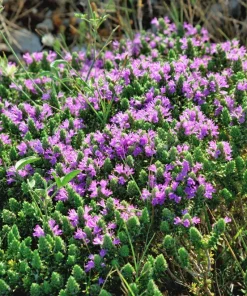 Conehead Thyme Seeds - 40 Count Mediterranean Herb, Purple Flowers, Zone 6-10 - Image 4