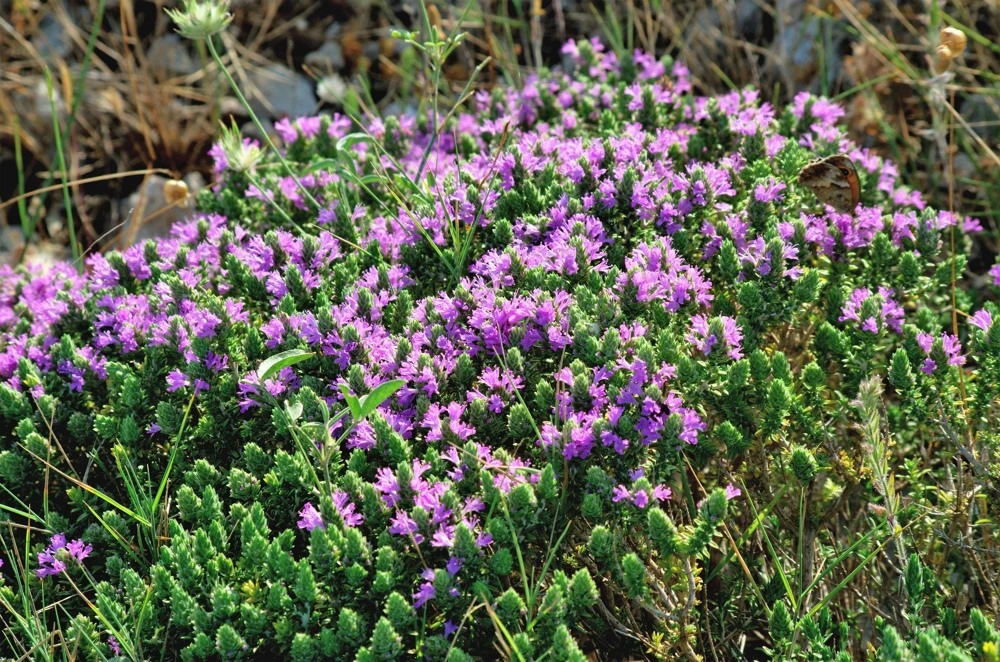Conehead Thyme Seeds - 40 Count Mediterranean Herb, Purple Flowers, Zone 6-10 - Image 4