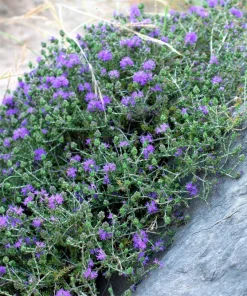 Conehead Thyme Seeds - 40 Count Mediterranean Herb, Purple Flowers, Zone 6-10 - Image 5