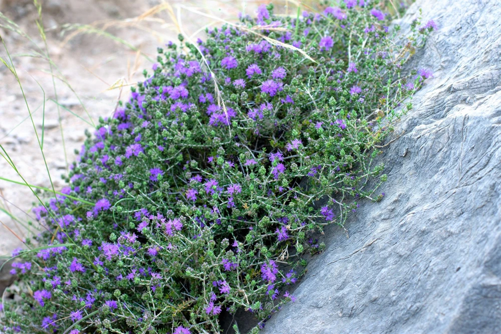 Conehead Thyme Seeds - 40 Count Mediterranean Herb, Purple Flowers, Zone 6-10 - Image 5