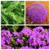 Conehead Thyme Seeds - 40 Count Mediterranean Herb, Purple Flowers, Zone 6-10 - Image 1