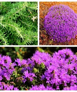 Conehead Thyme Seeds - 40 Count Mediterranean Herb, Purple Flowers, Zone 6-10 - Image 1