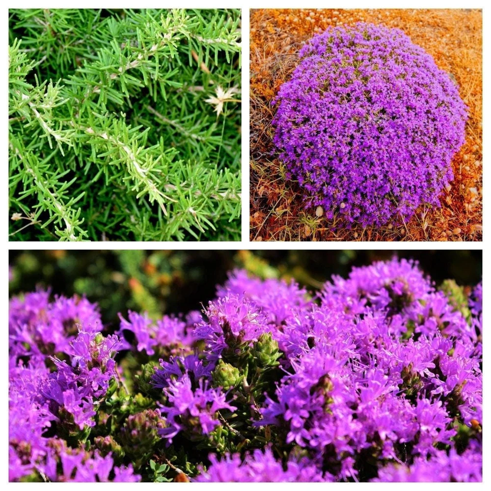 Conehead Thyme Seeds - 40 Count Mediterranean Herb, Purple Flowers, Zone 6-10 - Image 1