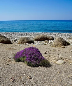 Conehead Thyme Seeds - 40 Count Mediterranean Herb, Purple Flowers, Zone 6-10 - Image 6