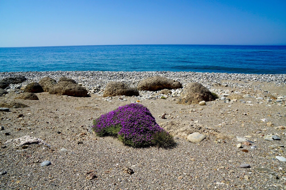 Conehead Thyme Seeds - 40 Count Mediterranean Herb, Purple Flowers, Zone 6-10 - Image 6