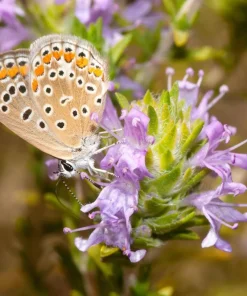 Conehead Thyme Seeds - 40 Count Mediterranean Herb, Purple Flowers, Zone 6-10 - Image 7