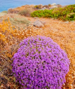 Conehead Thyme Seeds - 40 Count Mediterranean Herb, Purple Flowers, Zone 6-10 - Image 8