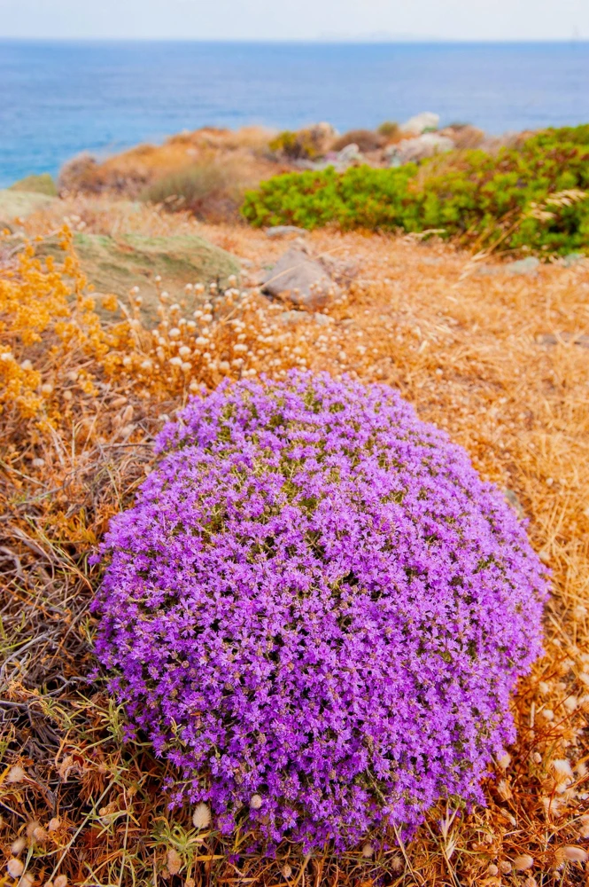 Conehead Thyme Seeds - 40 Count Mediterranean Herb, Purple Flowers, Zone 6-10 - Image 8