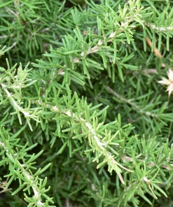 Conehead Thyme Seeds - 40 Count Mediterranean Herb, Purple Flowers, Zone 6-10 - Image 9