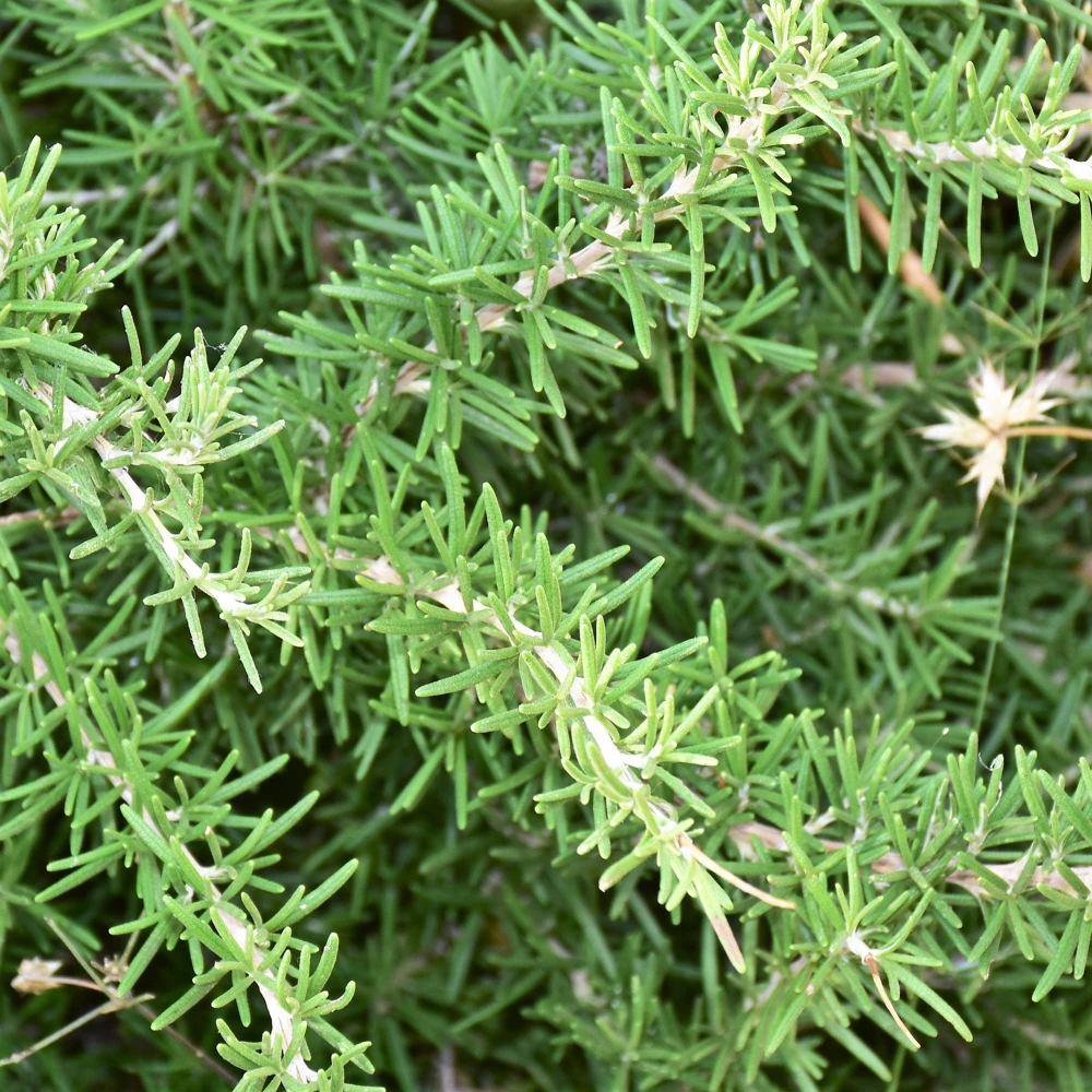 Conehead Thyme Seeds - 40 Count Mediterranean Herb, Purple Flowers, Zone 6-10 - Image 9