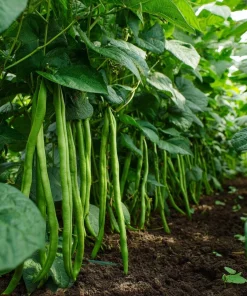 Contender Bush Bean Seeds – 30 Seeds – Heirloom Green Beans for Gardens - Image 4