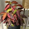 Cooper Plant Live Houseplant - Unique Foliage Indoor Plant - Image 1