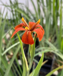 Copper Iris Live Plant – Iris fulva – 1 Quart Pot – Outdoor Perennial - Image 1