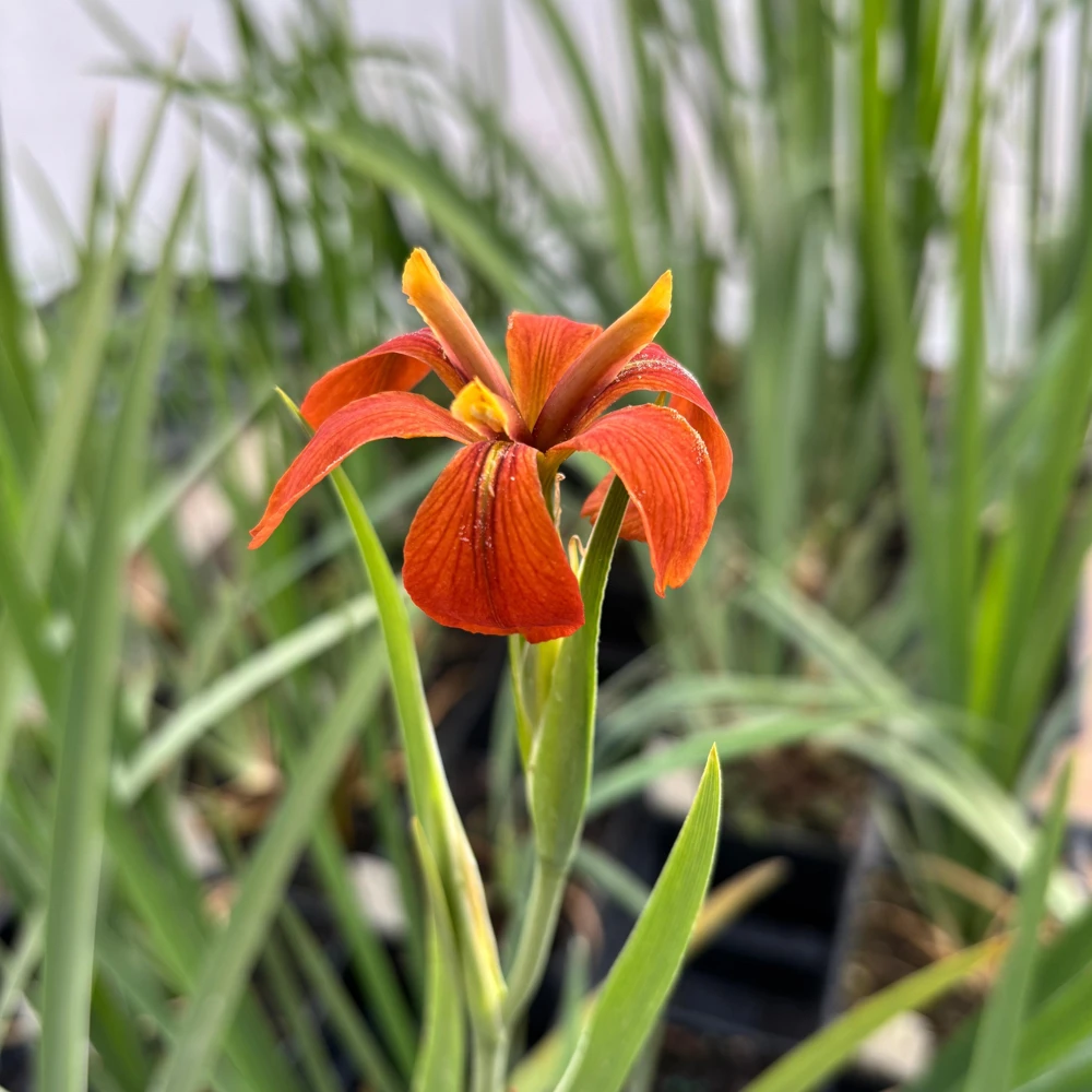 Copper Iris Live Plant – Iris fulva – 1 Quart Pot – Outdoor Perennial - Image 1