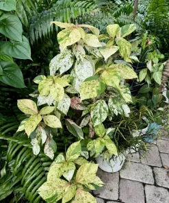 Copper Leaf Plant Live Shrub - Acalypha wilkesiana Tropical Foliage - Image 2