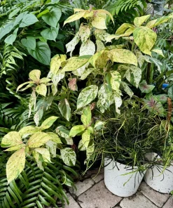 Copper Leaf Plant Live Shrub - Acalypha wilkesiana Tropical Foliage - Image 1
