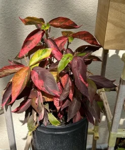 Copper Plant Live Plant (Acalypha Wilkesiana) - Colorful Tropical Shrub - Image 1