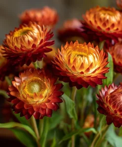 Copper Red Strawflower Seeds - 50 Seeds - Everlasting Orange-Red Blooms - Image 1