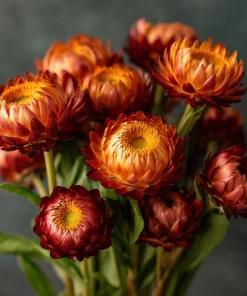 Copper Red Strawflower Seeds - 50 Seeds - Everlasting Orange-Red Blooms - Image 2
