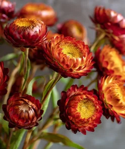 Copper Red Strawflower Seeds - 50 Seeds - Everlasting Orange-Red Blooms - Image 3