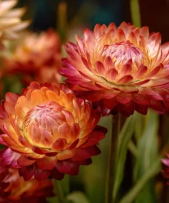 Copper Red Strawflower Seeds - 50 Seeds - Everlasting Orange-Red Blooms - Image 4