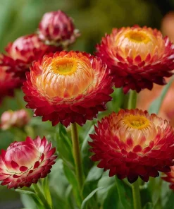 Copper Red Strawflower Seeds - 50 Seeds - Everlasting Orange-Red Blooms - Image 5