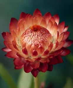Copper Red Strawflower Seeds - 50 Seeds - Everlasting Orange-Red Blooms - Image 6