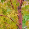 Coral Bark Japanese Maple Tree Live Plant - 1 Gallon Pot - 18-24" Height - Image 1