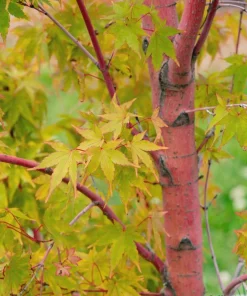 Coral Bark Japanese Maple Tree Live Plant - 1 Gallon Pot - 18-24