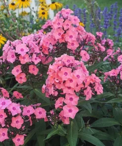 Coral Creme Drop Garden Phlox Live Plant Perennial Flower 6-12" Tall in 2.5x3.5" Pot Outdoor - Image 2
