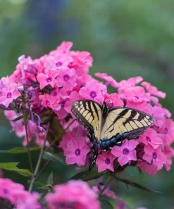 Coral Creme Drop Garden Phlox Live Plant Perennial Flower 6-12
