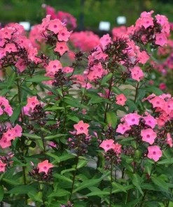 Coral Creme Drop Garden Phlox Live Plant Perennial Flower 6-12