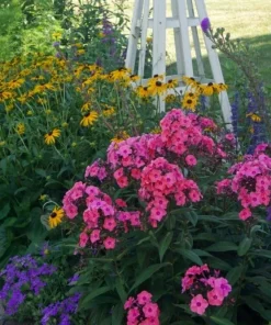 Coral Creme Drop Garden Phlox Live Plant Perennial Flower 6-12