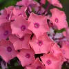 Coral Creme Drop Garden Phlox Live Plant Perennial Flower 6-12" Tall in 2.5x3.5" Pot Outdoor - Image 1
