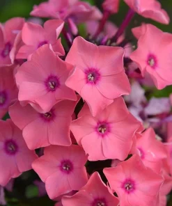 Coral Creme Drop Garden Phlox Live Plant Perennial Flower 6-12" Tall in 2.5x3.5" Pot Outdoor - Image 1